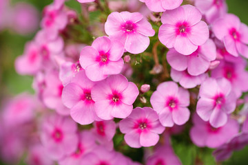 Pink phlox flowers growing in the garden. Close-up. Background.