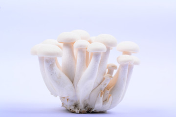 Isolated shimeji mushrooms on white background.