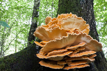Chicken of the forrest Laetiporus sulphureus