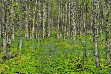 Fototapeta na wymiar birch on the swamp