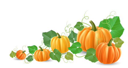 Pumpkin corner decoration, with leaves tendril and different size pumpkin. Realistic vector illustration for harvest, Halloween and autumn horizontal banner