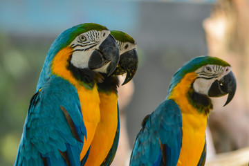 Macaw