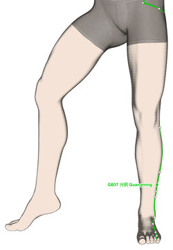 Drawing Acupuncture Point GB37 Guangming, 3D Illustration