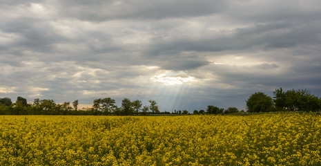 Obraz premium Rapeseed fields.