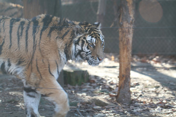 Walking, hunting wild Tiger  in the forest at national park in zoo of South Korea, Leopard aggressive staring , strong hunting mammal