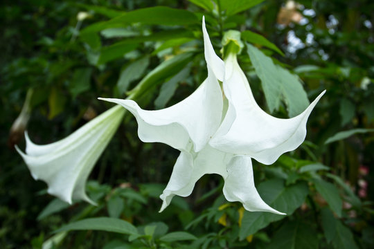 White datura in rainforest
