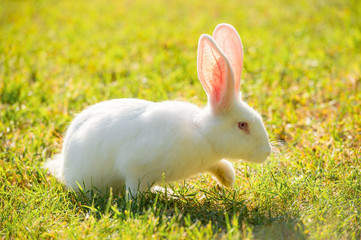 White rabbit walking on grass on a sunny day