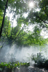 Fototapeta premium Rainforest under jesus light