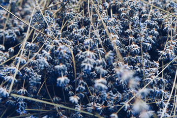 Lots of Lavender flowers (Lavandula stoechas).