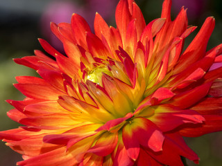 beautiful leaves of the dalia