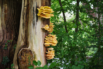 Pilz-Befall, Schwefelporling