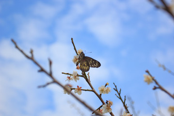 Peach blossom in the sunny day