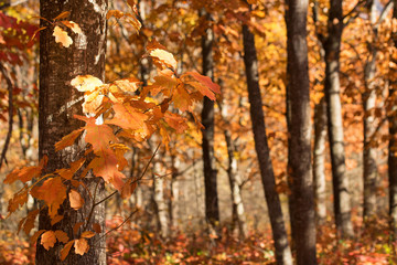 Scenic landscape of autumn forest