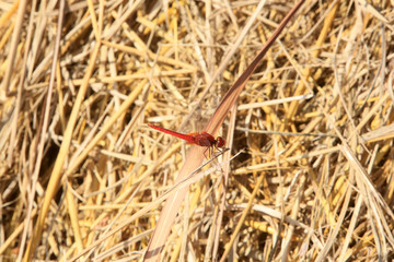 Libellule sur un amoncellement de culture de riz. Dragonfly on a pile of rice culture.