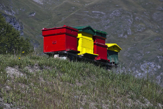 Le colorate arnie sui prati di montagna