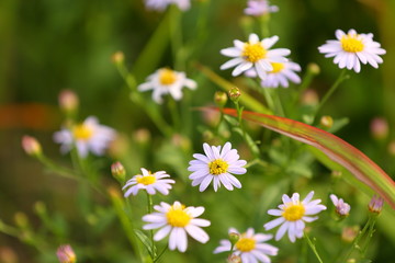 Fototapeta premium 花