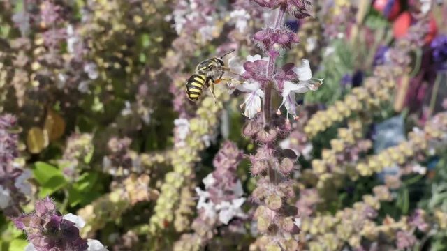 European wool carder bee on blooming basil herb. wild solitary bee.