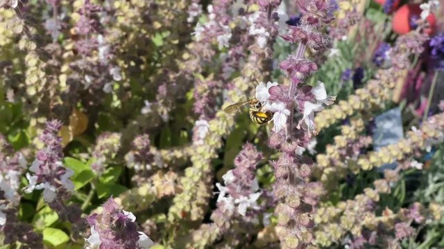 European wool carder bee on blooming basil herb. wild solitary bee.