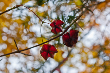 Fototapeta na wymiar Red autumn berries