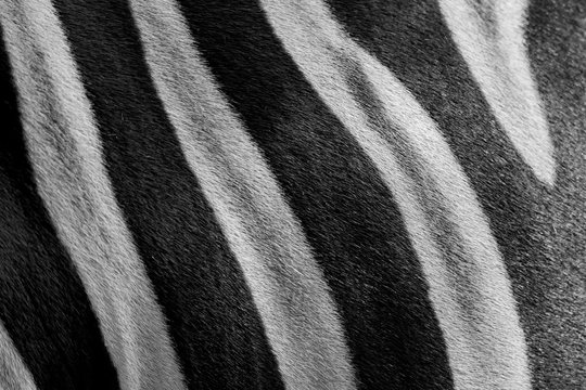 Close up zebra skin pattern black and white