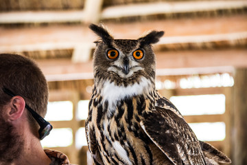 The focus eyes of an Owl in Everglades