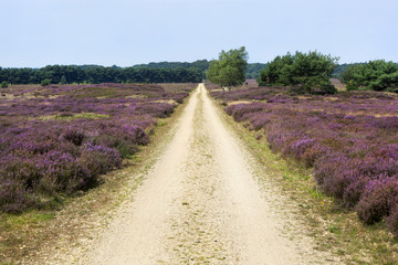Fototapeta na wymiar Dirt road in a heather landscape