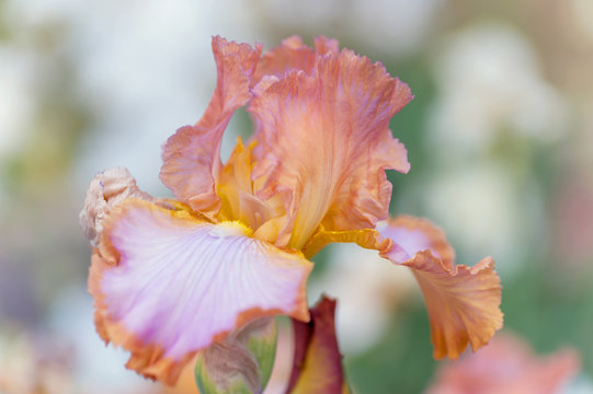 Afternoon Delight Iris flower