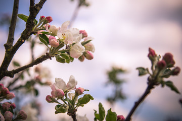 Kwitnące kwiaty jabłoni, pąki, zwiastuny wiosna