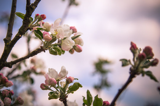 Fototapeta Kwitnące kwiaty jabłoni, pąki, zwiastuny wiosna