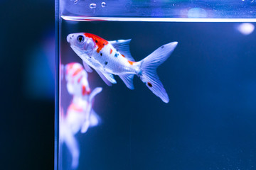 水槽の金魚
