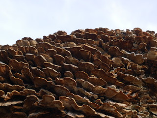 Fototapeta premium fungus