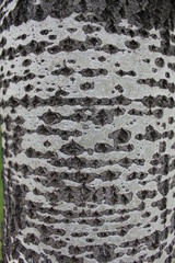 Middle part of a trunk of aspen 31152