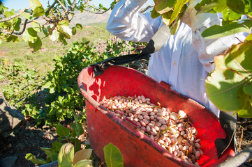 Pistachio picker at work with his red pail during harvest season in Bronte, Sicily