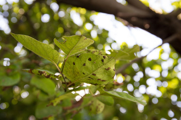 Quince leaf blight close-up. Cydonia oblonga affected by diplocarpon mespili. Dark spots on foliage, leaf spot disease.