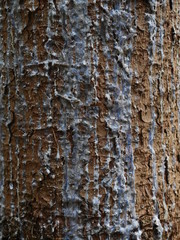 Obraz premium texture