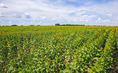 Fototapeta na wymiar Field with blooming sunflowers against the blue sky