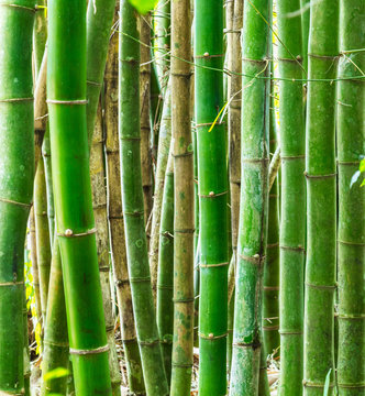Floresta de bambu.