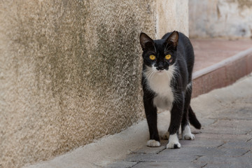 stray cat alert on a street