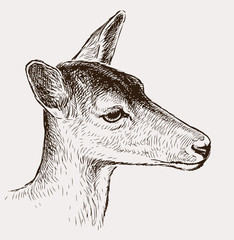 Head of a young deer