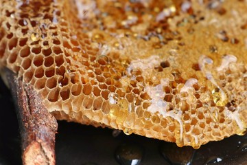 honeycomb