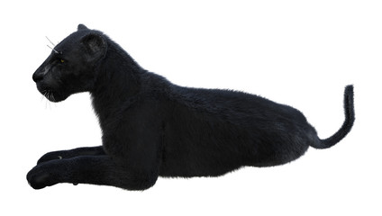 3D Rendering Black Panther on White