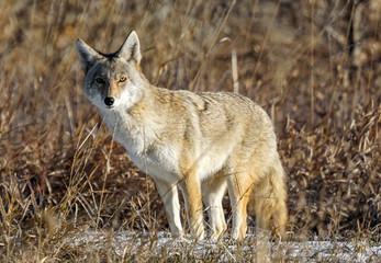 Fototapeta premium Coyote Pose - Colorado