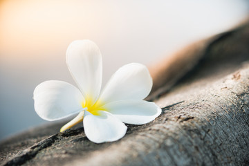 Natural flower on branch using as a background or wallpaper - Vintage filter