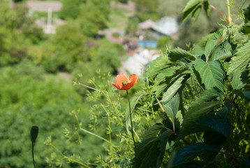 A lonely flower. Red poppy.