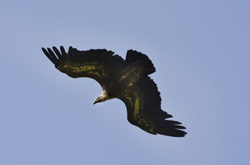 Zoology, Birds