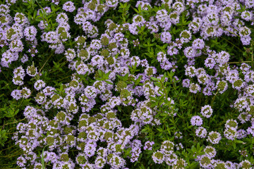 Serpolet, Thymus serpyllum