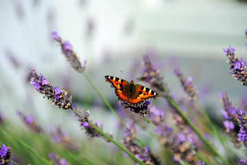 Close up of open wingspan of Beautiful Tortoiseshell Butterfly resting on a stem surrounded by Lavender