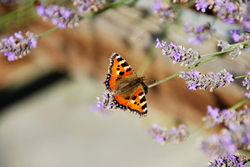 Close up of open wingspan of Beautiful Tortoiseshell Butterfly resting on a stem surrounded by Lavender