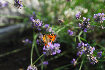 Close up of open wingspan of Beautiful Tortoiseshell Butterfly resting on a stem surrounded by Lavender