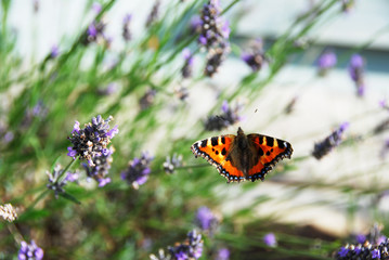 Close up of open wingspan of Beautiful Tortoiseshell Butterfly resting on a stem surrounded by Lavender